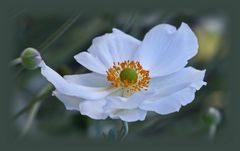 Anemone Japonika ...