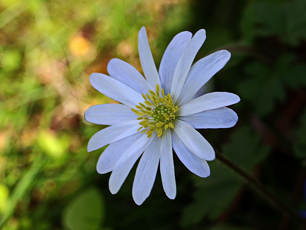 Anemone klein und fein Foto & Bild | natur, blüte, anemone Bilder auf
