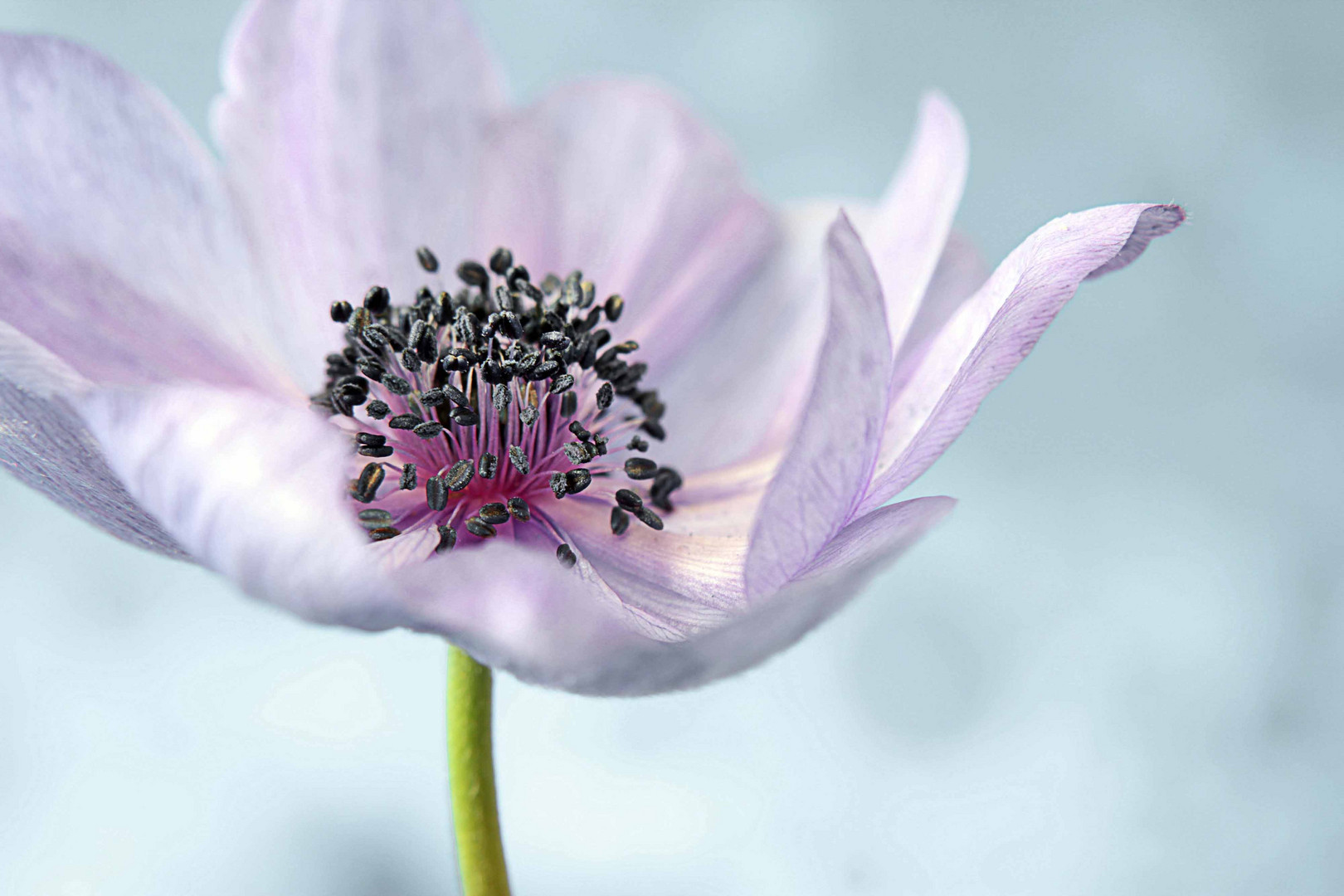 Anemone la pink