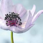 Anemone la pink