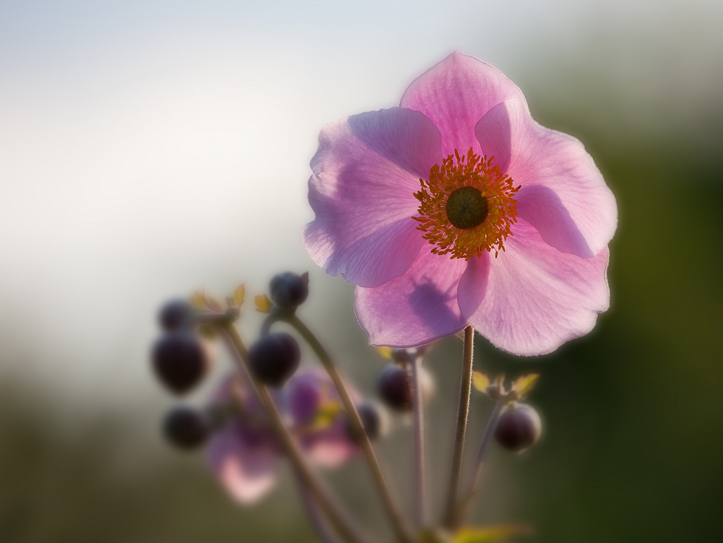 Anemone, leuchtende Blüte und Knospen in der Abendsonne