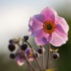 Anemone, leuchtende Blüte und Knospen in der Abendsonne