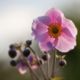 Anemone, leuchtende Blte und Knospen in der Abendsonne