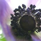 Anemone lila 1