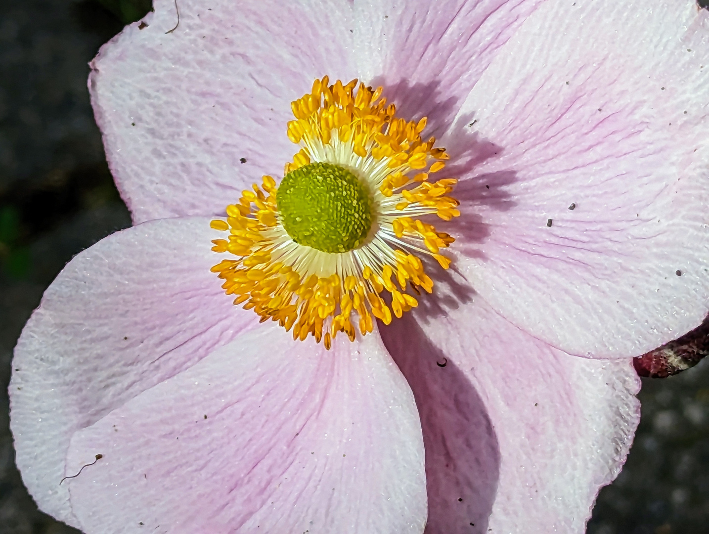 Anemone Macro