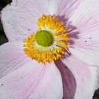 Anemone Macro