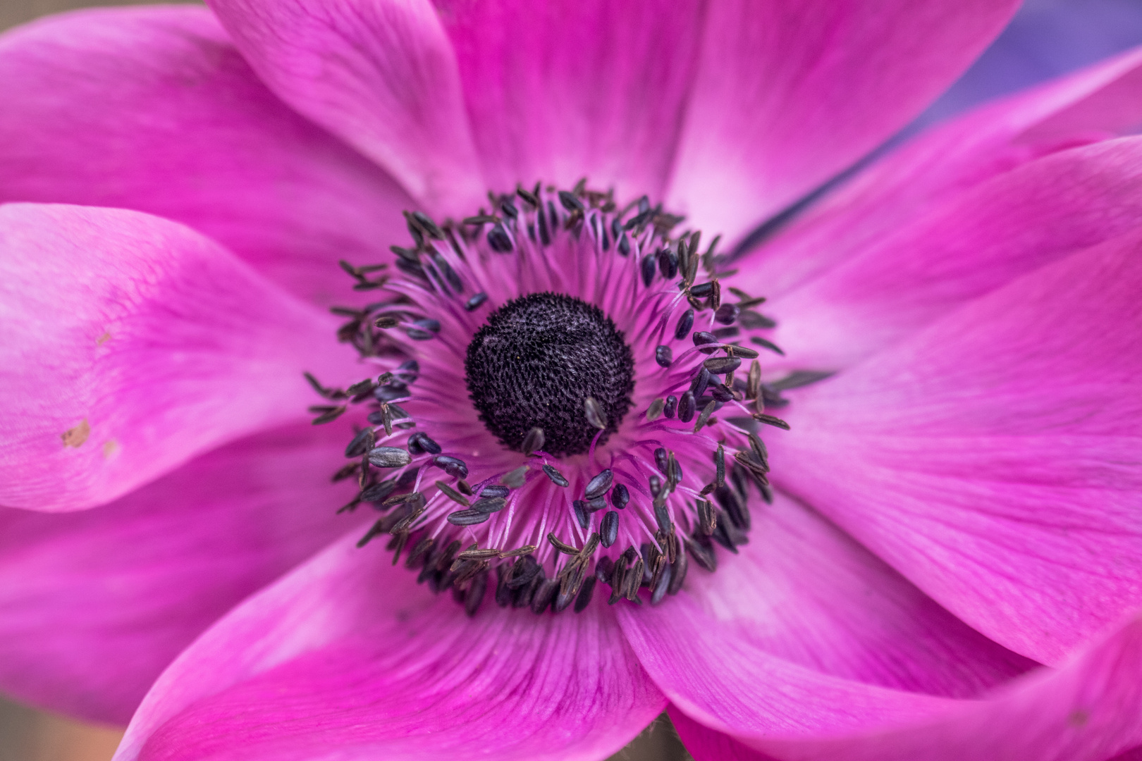 Anemone Macro