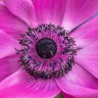 Anemone Macro