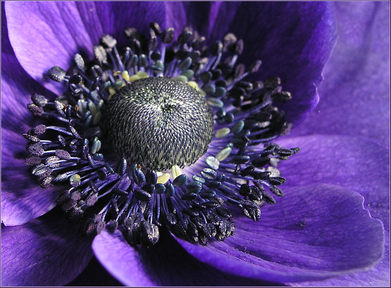 Anemone (macro-test)