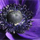 Anemone (macro-test)