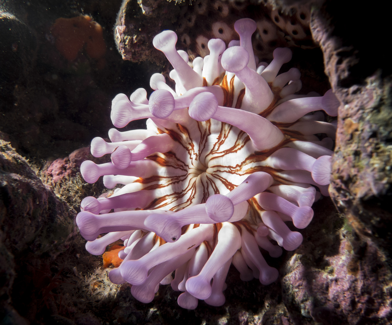 Anemone - Madeira - Garajau