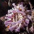 Anemone - Madeira - Garajau