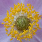 Anemone Makroversuch 2