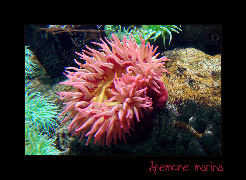 ANEMONE MARINO