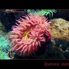 ANEMONE MARINO