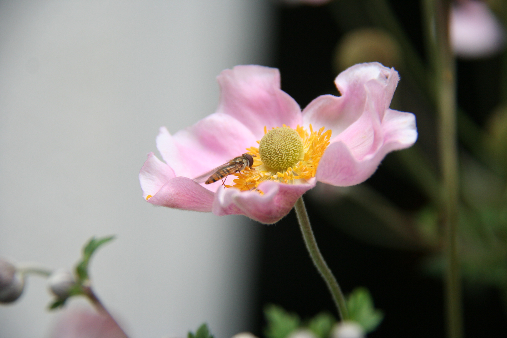 Anemone mit Besuch