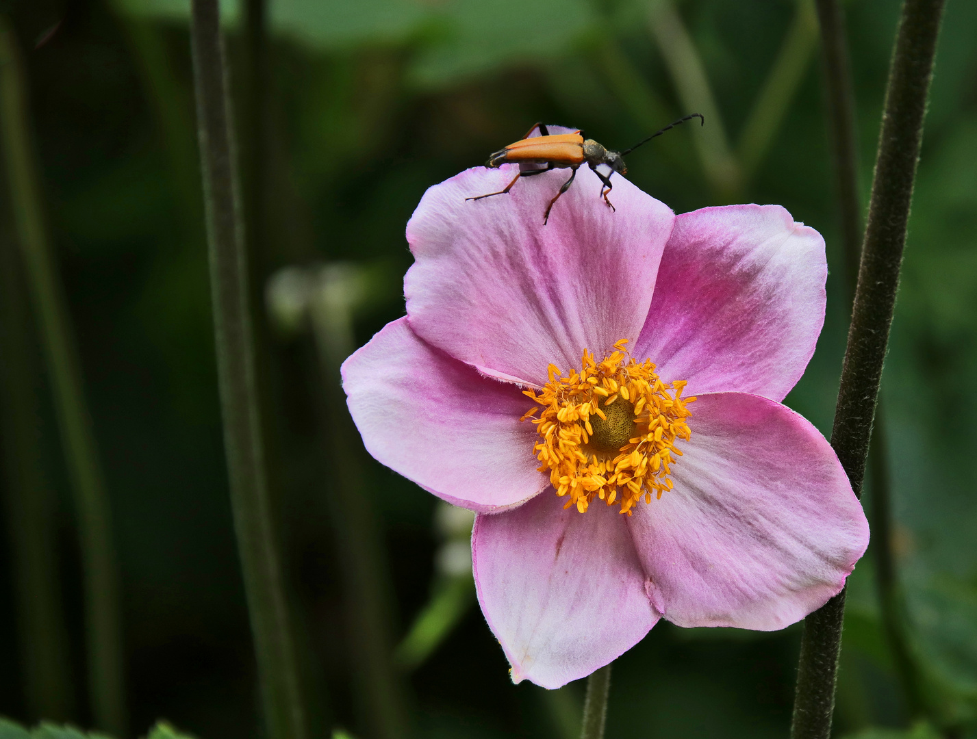 Anemone mit Besuch....