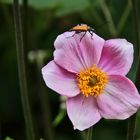 Anemone mit Besuch....