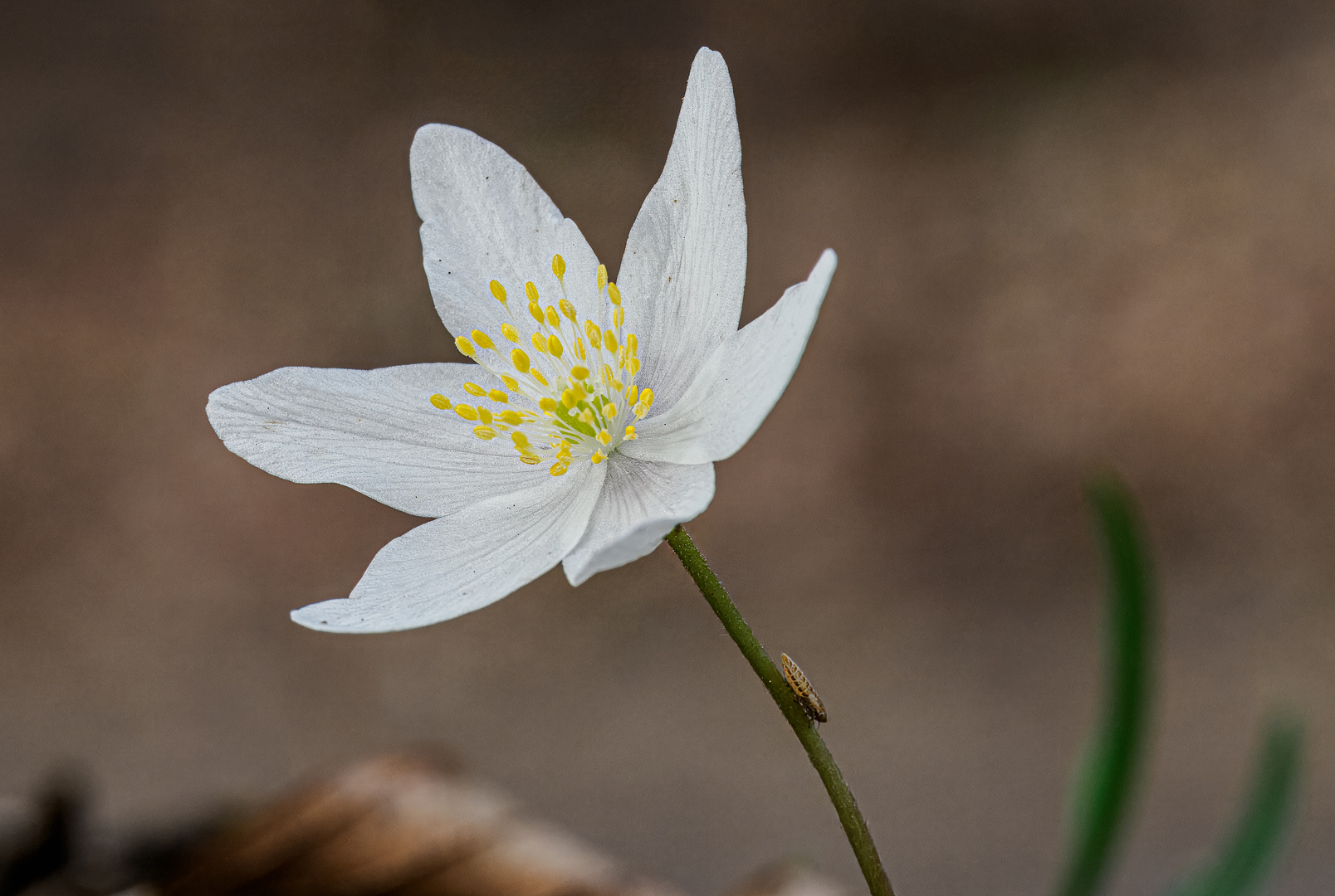 Anemone mit Besucher