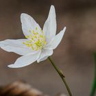 Anemone mit Besucher