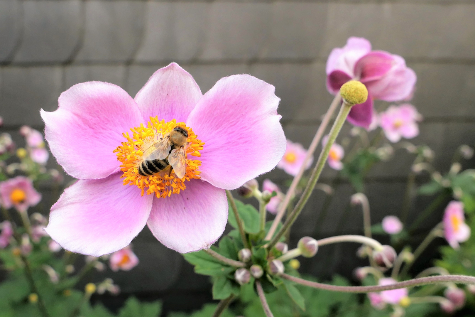 Anemone mit Besucher