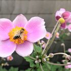 Anemone mit Besucher