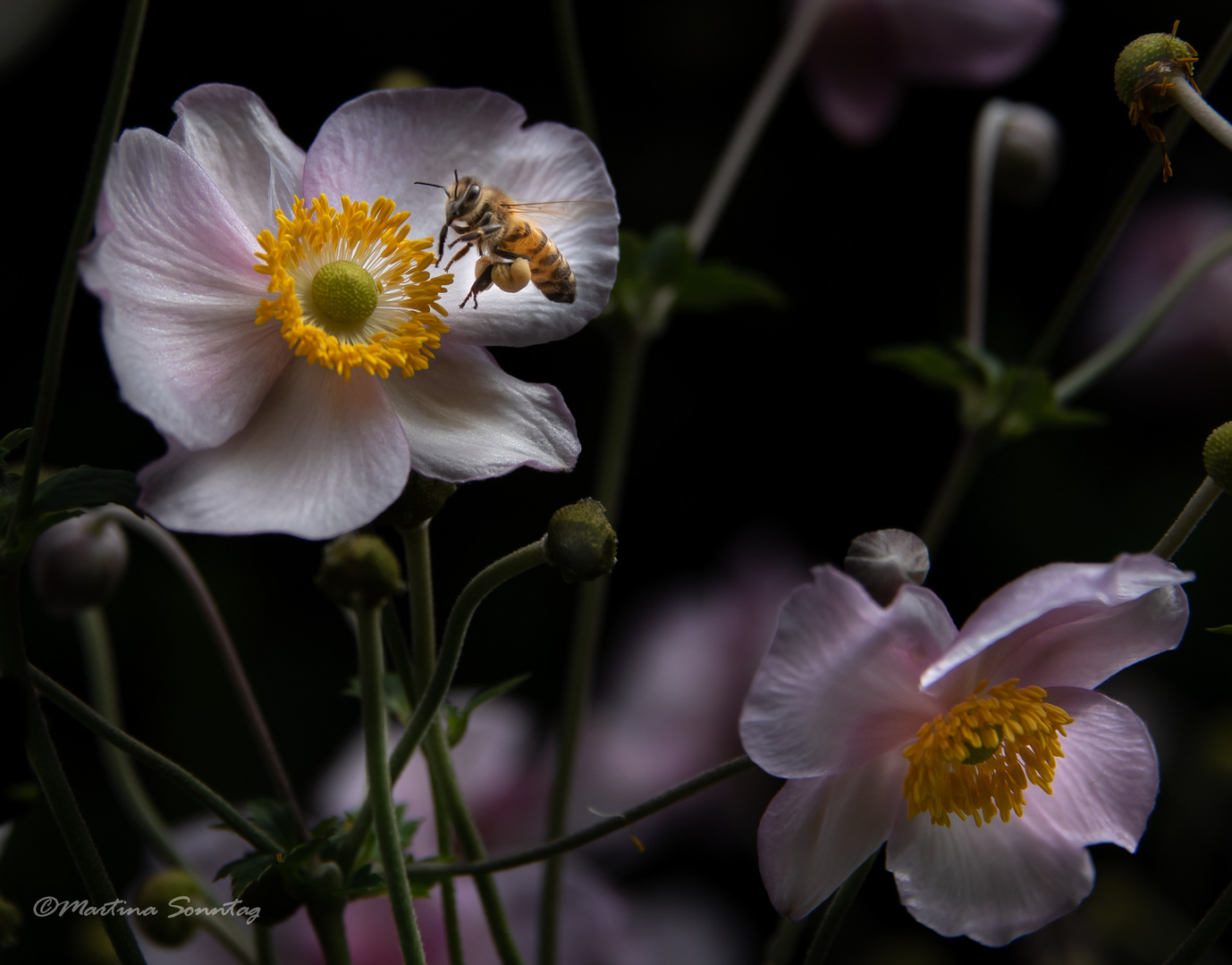 Anemone mit Besucher I