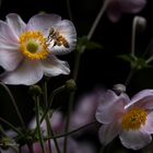 Anemone mit Besucher I