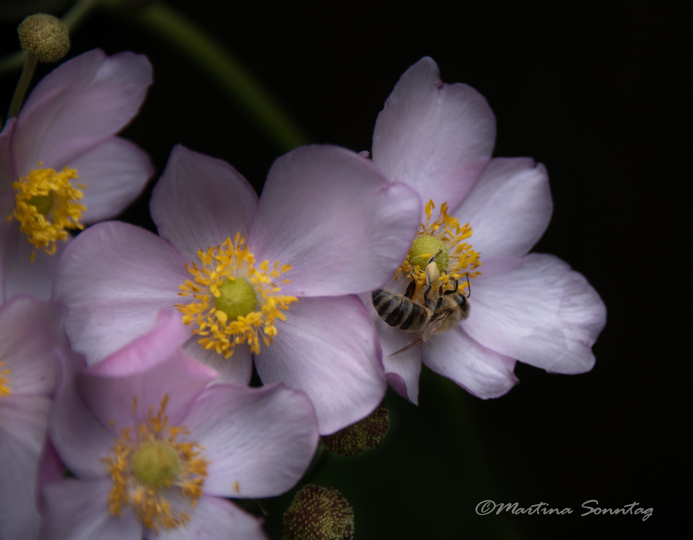 Anemone mit Besucher II