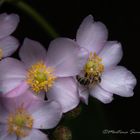 Anemone mit Besucher II