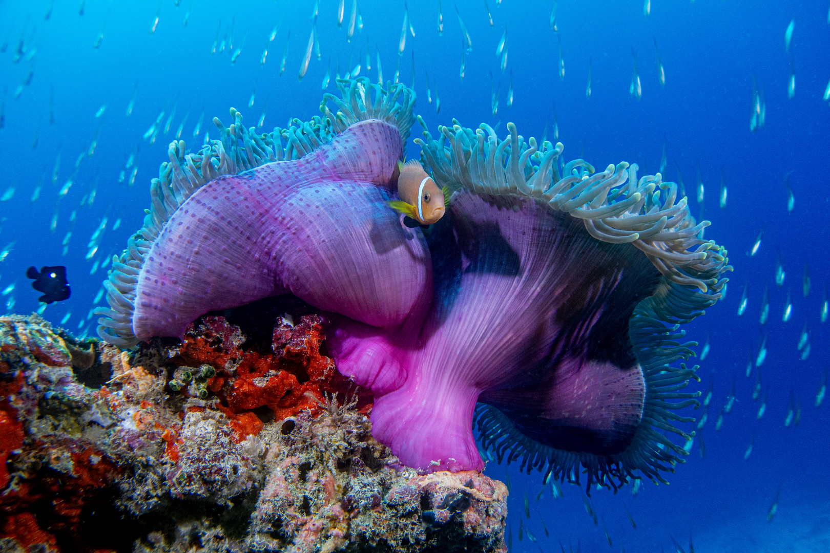 Anemone mit Clownfisch - Malediven