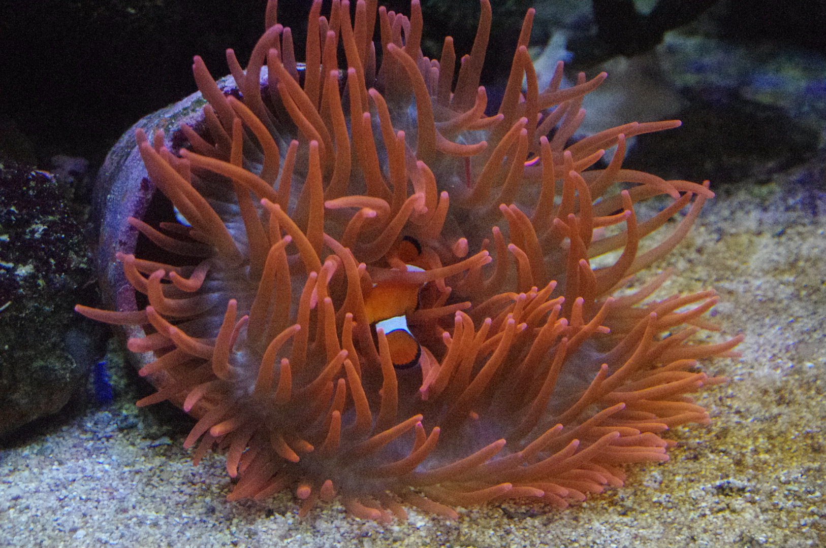 Anemone mit Clownfisch (Sea Life in Hannover)