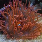 Anemone mit Clownfisch (Sea Life in Hannover)