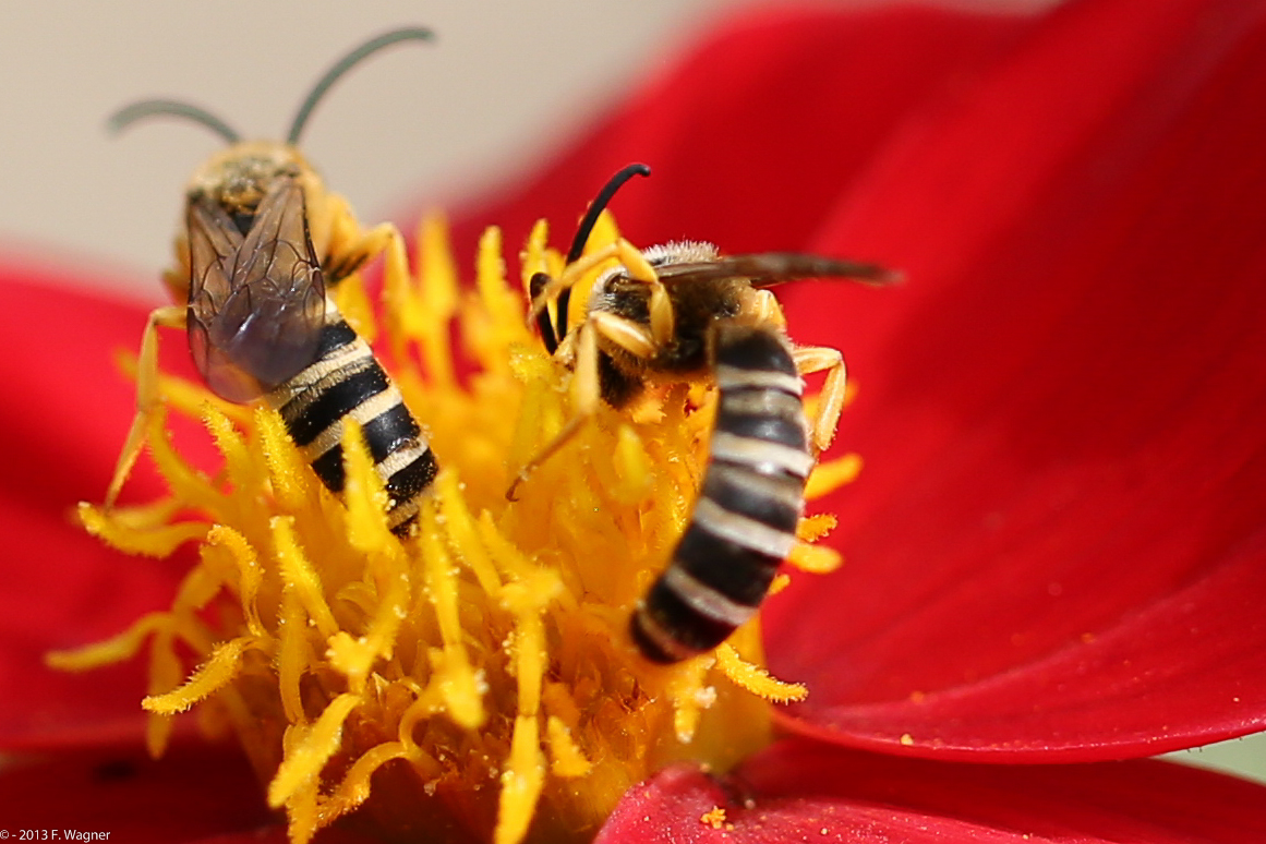 Anemone mit Efeu-Seidenbiene (vielen Dank an Jani für die Bestimmung...)