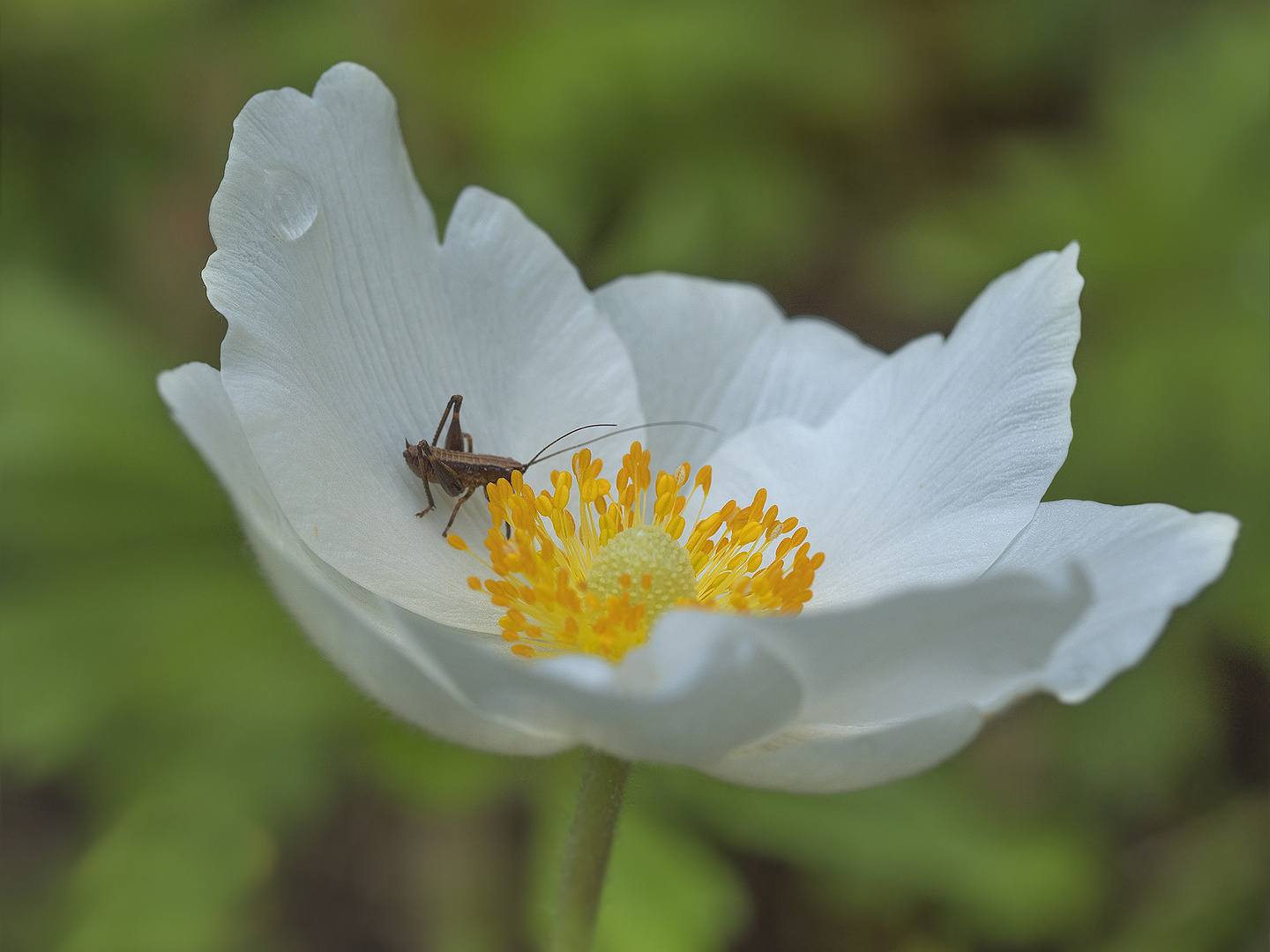 Anemone mit Gast