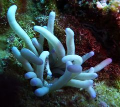 Anemone mit Hohlkreuz Garnele