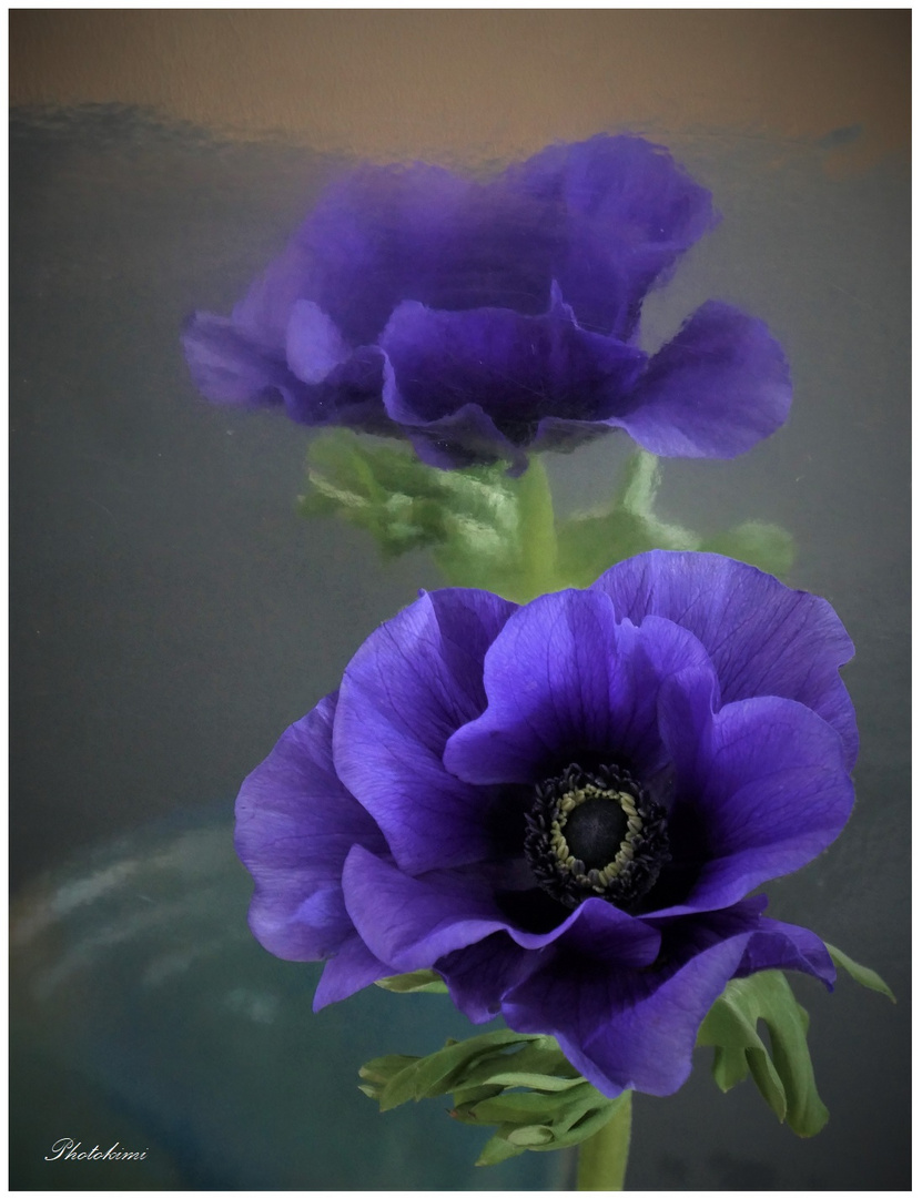 Anemone mit ihrem Spiegelbild