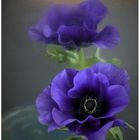 Anemone mit ihrem Spiegelbild