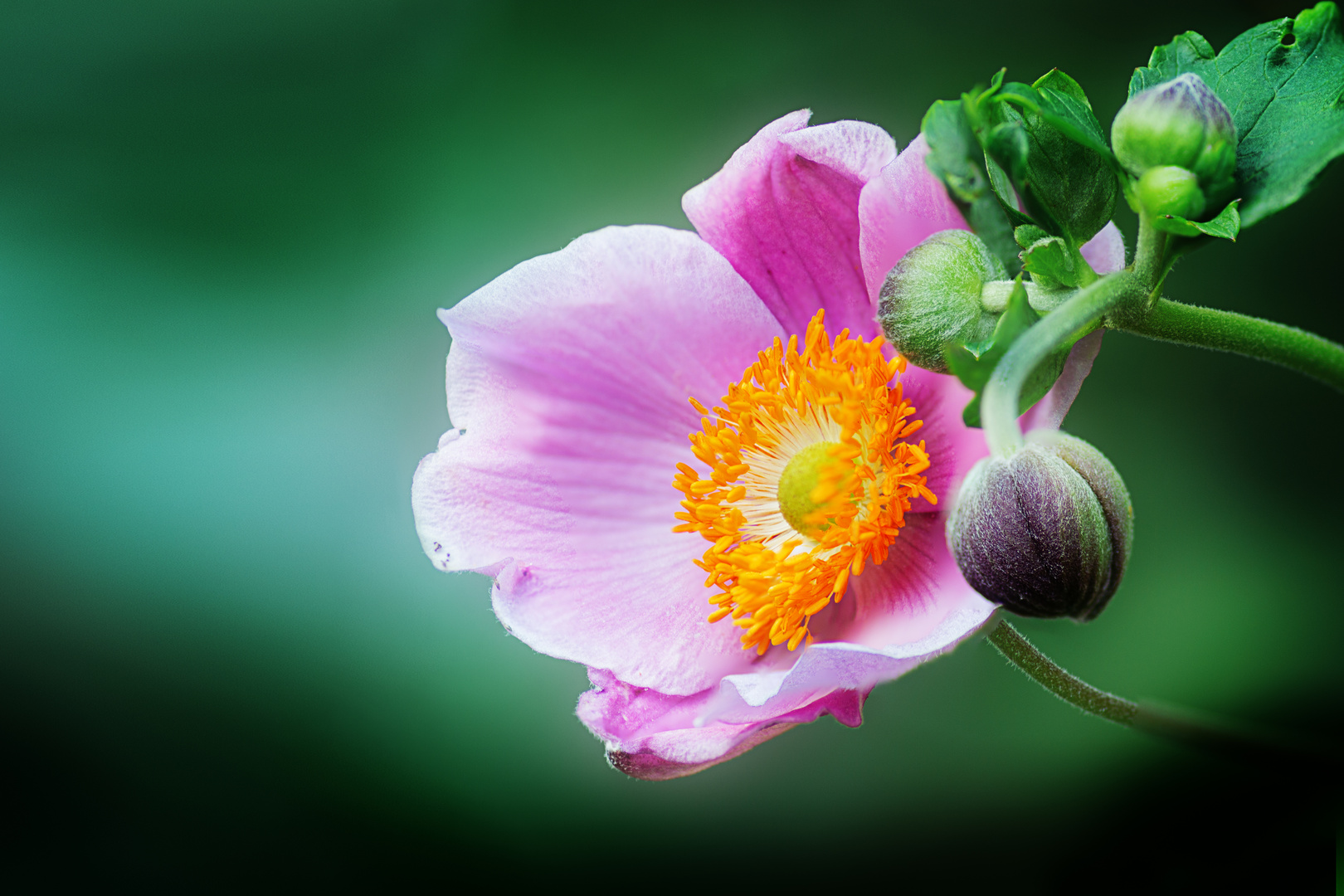 Anemone mit Knospe