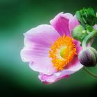 Anemone mit Knospe