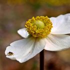 Anemone mit Minibesuch