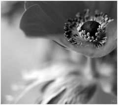 anemone ~ monochrom