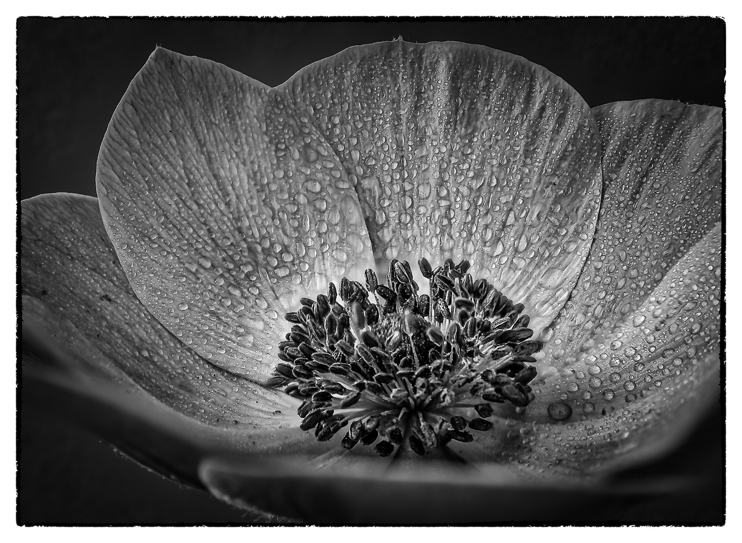 Anemone Monochrom