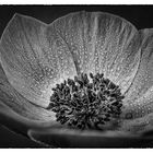 Anemone Monochrom