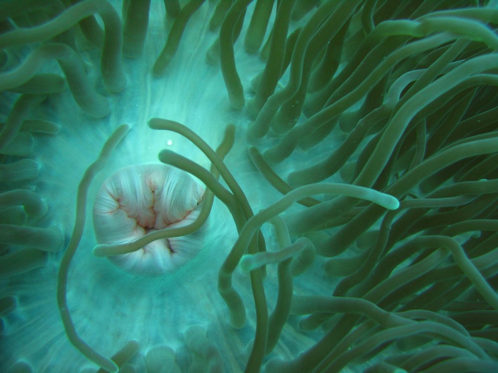 Anemone mouth