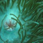 Anemone mouth