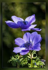 Anemone Mr.Fokker