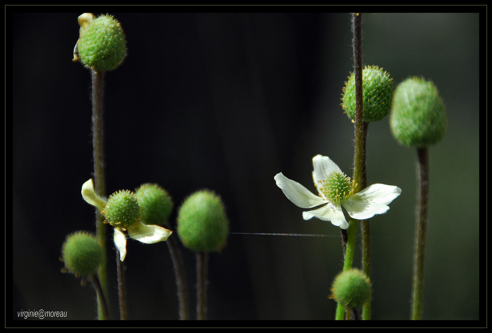 Anemone Multifada