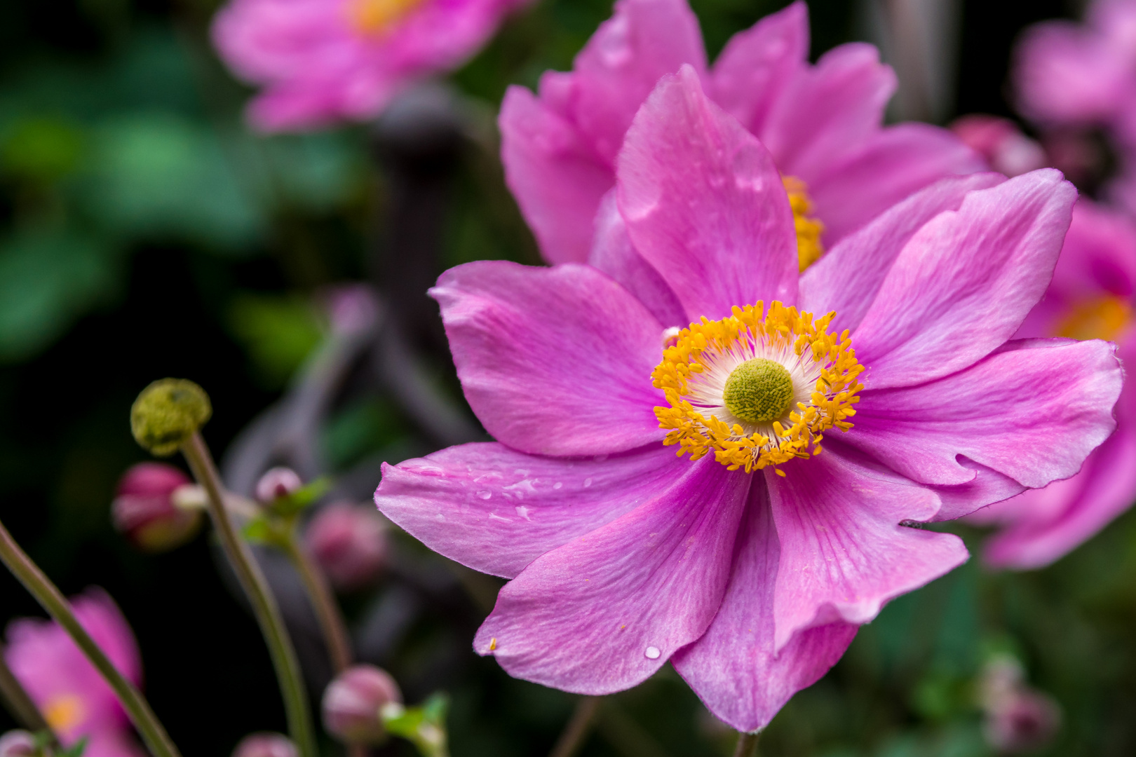 Anemone nach dem Sommerregen