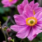 Anemone nach dem Sommerregen